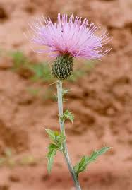 Attēlu rezultāti vaicājumam “Cirsium acaule leaf”
