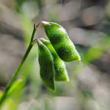 Attēlu rezultāti vaicājumam “Vicia hirsuta bud”