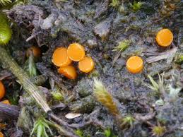 Attēlu rezultāti vaicājumam “Byssonectria fusispora”