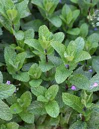 Attēlu rezultāti vaicājumam “Mentha spicata”