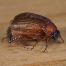 Attēlu rezultāti vaicājumam “Serica brunnea”