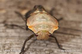 Attēlu rezultāti vaicājumam “Troilus luridus”