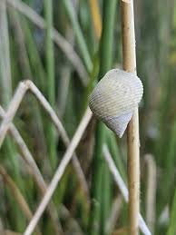 Attēlu rezultāti vaicājumam “Cribraria martinii macro”