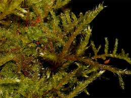 Attēlu rezultāti vaicājumam “Brachythecium campestre”