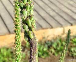 Attēlu rezultāti vaicājumam “Plantago major subsp. intermedia”