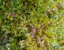 Attēlu rezultāti vaicājumam “Rhynchostegiella tenella”