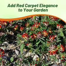 Attēlu rezultāti vaicājumam “Anthyllis maritima flower”