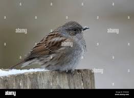 Attēlu rezultāti vaicājumam “Prunella modularis adult”