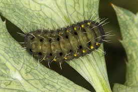 Attēlu rezultāti vaicājumam “Zygaena lonicerae larva”
