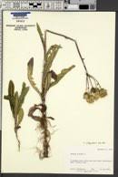 Attēlu rezultāti vaicājumam “Sonchus arvensis subsp. uliginosus”