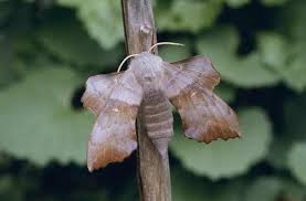 Attēlu rezultāti vaicājumam “Laothoe populi”