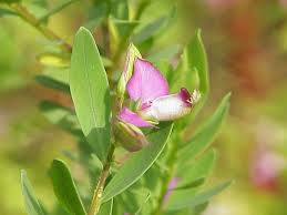 Attēlu rezultāti vaicājumam “Polygalaceae”