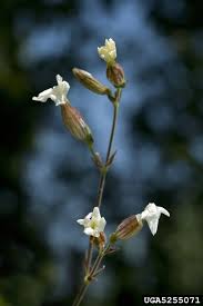 Attēlu rezultāti vaicājumam “Silene latifolia subsp. alba flower”