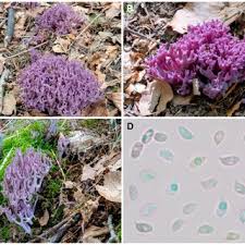 Attēlu rezultāti vaicājumam “Rosellinia desmazieri spores”