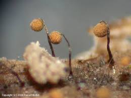 Attēlu rezultāti vaicājumam “Cribraria microcarpa spores”