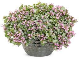 Attēlu rezultāti vaicājumam “Lamium maculatum flower”