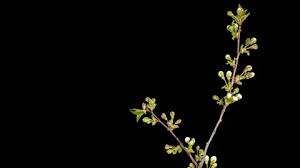 Attēlu rezultāti vaicājumam “Cerasus bud”