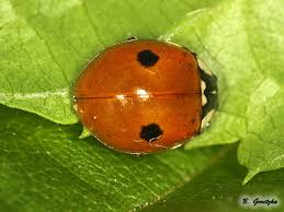 Attēlu rezultāti vaicājumam “Adalia bipunctata imago”