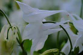 Image result for Aquilegia vulgaris