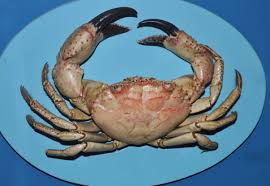 Image result for Eriphia verrucosa