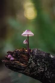 Attēlu rezultāti vaicājumam “Mycena purpureofusca”
