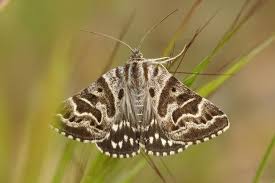 Attēlu rezultāti vaicājumam “Callistege mi”