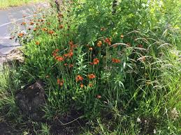 Attēlu rezultāti vaicājumam “Pilosella officinarum bud”