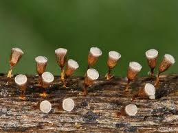 Attēlu rezultāti vaicājumam “Craterium minutum macro”