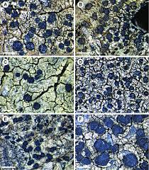 Attēlu rezultāti vaicājumam “Lecidella elaeochroma”