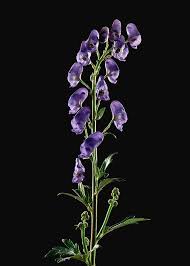 Image result for Aconitum napellus