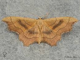 Attēlu rezultāti vaicājumam “Idaea emarginata”