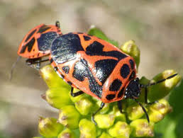 Attēlu rezultāti vaicājumam “Griselda ustomaculana”