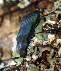 Attēlu rezultāti vaicājumam “Melandrya dubia”