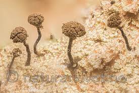 Attēlu rezultāti vaicājumam “Chaenotheca stemonea”