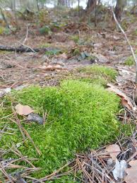 Attēlu rezultāti vaicājumam “Dicranum polysetum”