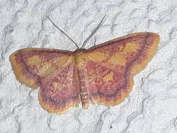 Attēlu rezultāti vaicājumam “Idaea muricata”