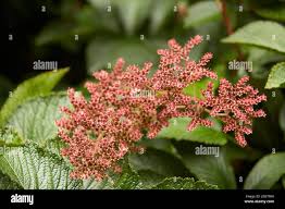 Image result for Rodgersia chocolate wings