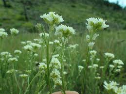 Attēlu rezultāti vaicājumam “Berteroa incana”