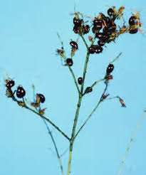 Attēlu rezultāti vaicājumam “Hypericum perforatum bud”
