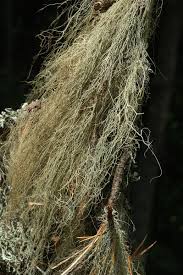 Attēlu rezultāti vaicājumam “Bryoria capillaris”