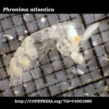 Attēlu rezultāti vaicājumam “Phronia sp.”