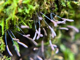 Attēlu rezultāti vaicājumam “Stemonitopsis typhina var. similis spores”