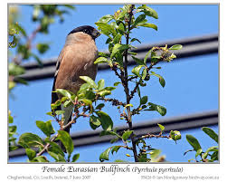 Attēlu rezultāti vaicājumam “Pyrrhula pyrrhula female”