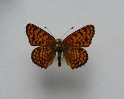Attēlu rezultāti vaicājumam “Melitaea phoebe”