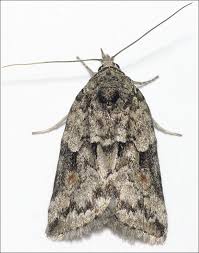 Attēlu rezultāti vaicājumam “Nycteola degenerana”