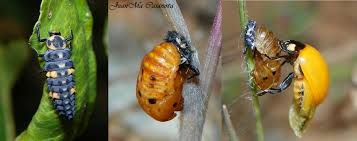 Attēlu rezultāti vaicājumam “Coccinella septempunctata imago”