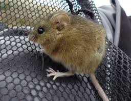 Attēlu rezultāti vaicājumam “Cricetidae”