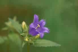 Attēlu rezultāti vaicājumam “Campanula trachelium bud”