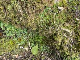 Attēlu rezultāti vaicājumam “Reboulia hemisphaerica”