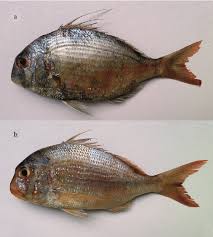 Image result for Pagrus